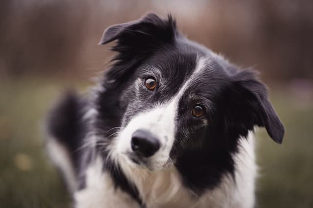 5 VANTAGENS e DESVANTAGENS de adotar um BORDER COLLIE 🐶✓ 